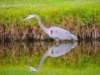 Reflected glory of Mr. GBH